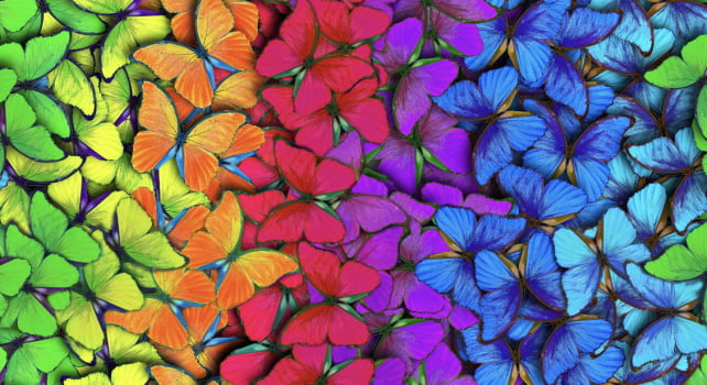 Oxford Digital | Borboletas Multicolor